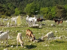 buis_les_baronnies19